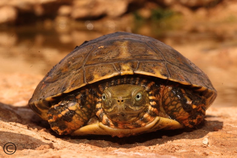 Saharan pond turtle - Mauremys leprosa saharica.jpg